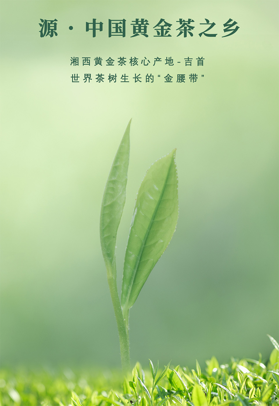 吉首市新田湘西黄金茶一级绿茶250g