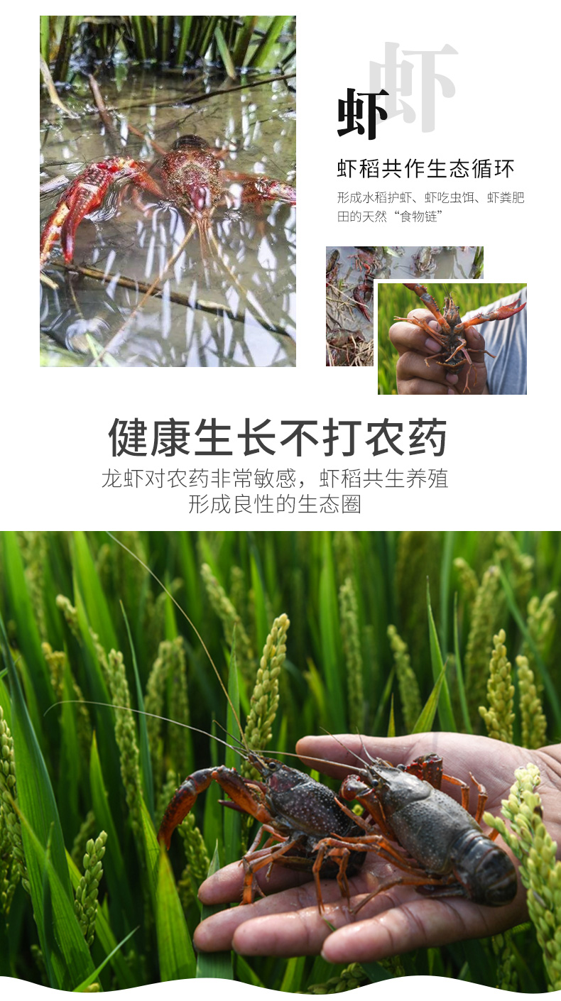 岳阳市云溪区碧蓝之作稻虾米新米15kg