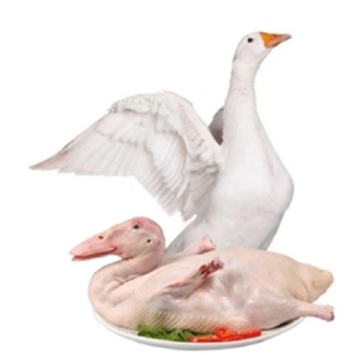 溆浦县本地鹅1kg