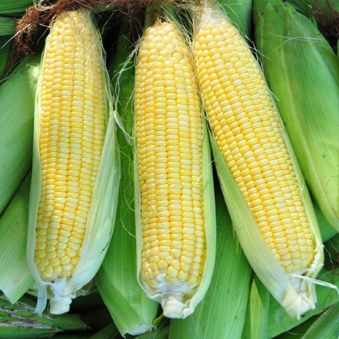 益阳市 资阳区  甜玉米7元/斤