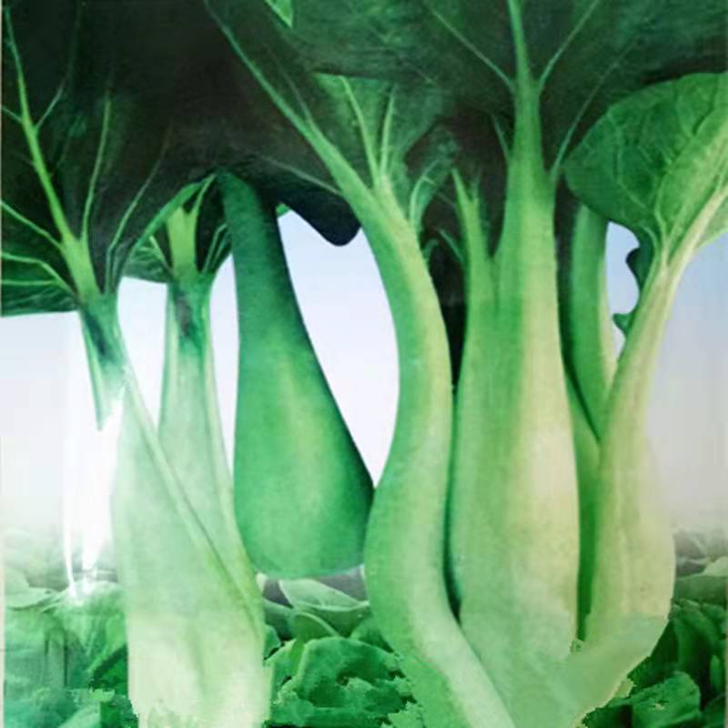 湖南衡阳条根白1斤