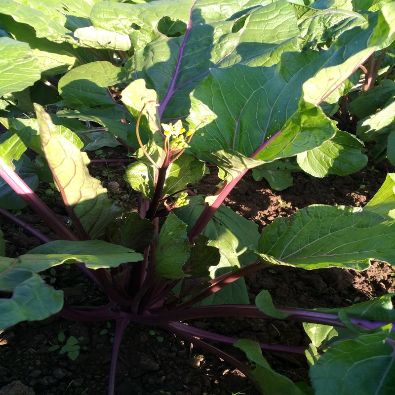 怀化鹤城四十湾生态蔬菜包约4KG