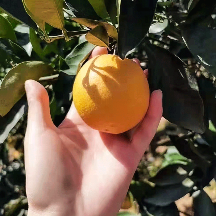 郴州永兴冰糖橙5斤盒装精品大果