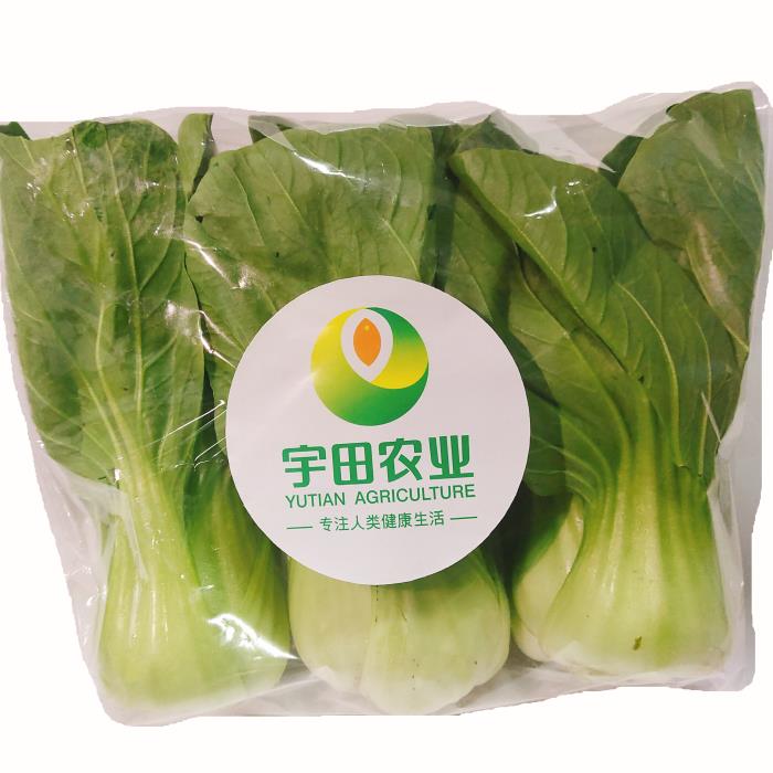 湖南长沙宇田蔬菜上海青500g