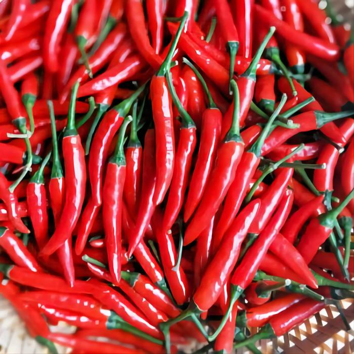 湖南长沙宇田蔬菜小米椒500g