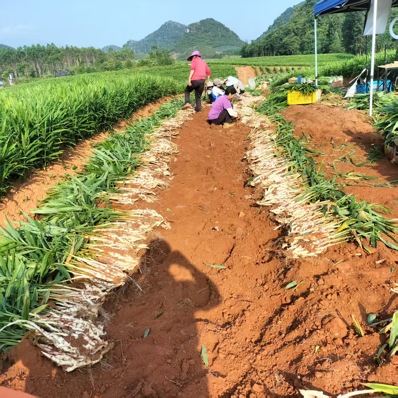 湖南江永 新鲜江永香姜 10斤