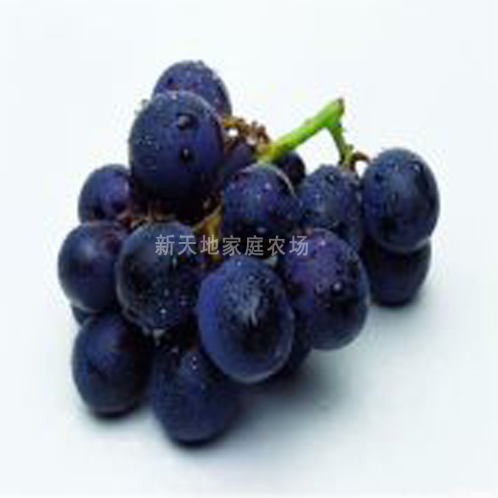 湘潭新天地巨玫瑰葡萄5斤装