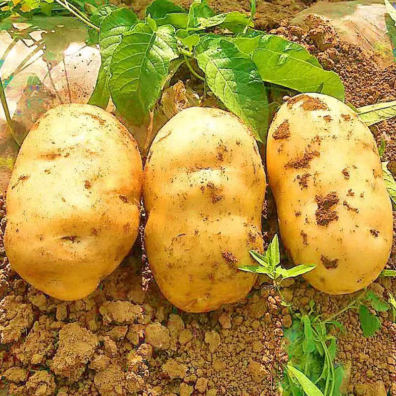 屈原管理区农家自种土豆500g