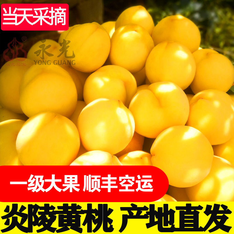 正宗高山炎陵黄桃10斤装 现摘现发 顺丰包邮