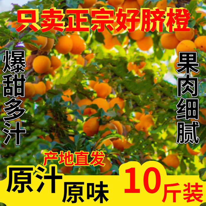 茶陵县淩企耘脐橙10斤装/箱