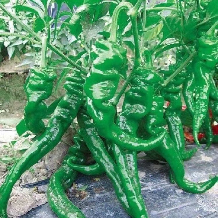 宁乡市 同膳仓 螺丝椒500g