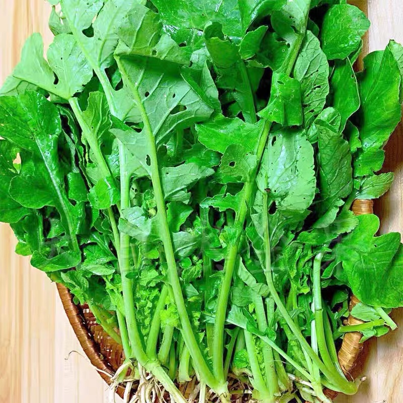 宁乡市 同膳仓 新鲜萝卜菜500g