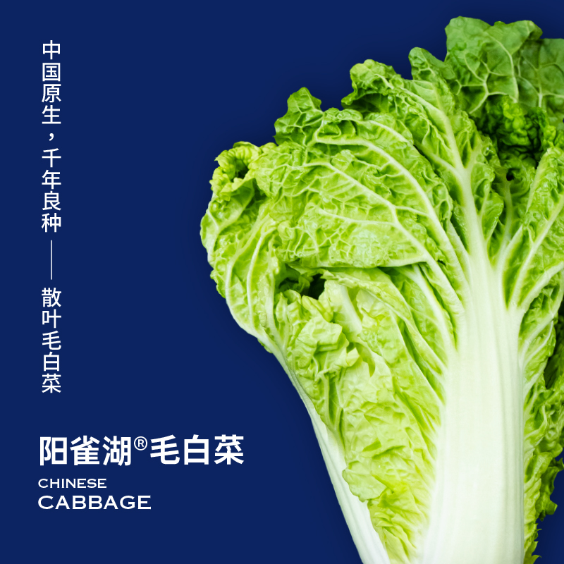 湖南长沙 阳雀湖毛白菜 8.5KG