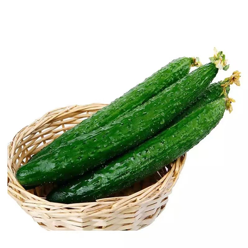 长沙县 永润 黄瓜  青瓜 500g