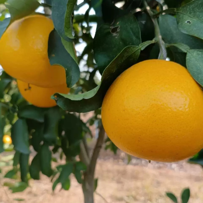 麻阳苗族自治县阳光一号柑橘中大果现摘现发9斤装礼盒包装