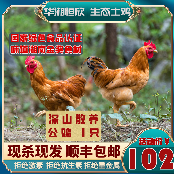 东安县华湘恒欣深山生态散养公鸡 纯谷子喂养 美味 放心。毛鸡重量3斤/只，外地现杀真空冷链包邮