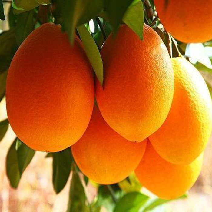 【绿色食品】正宗纽荷尔脐橙攸县产地直发5斤/10斤装
