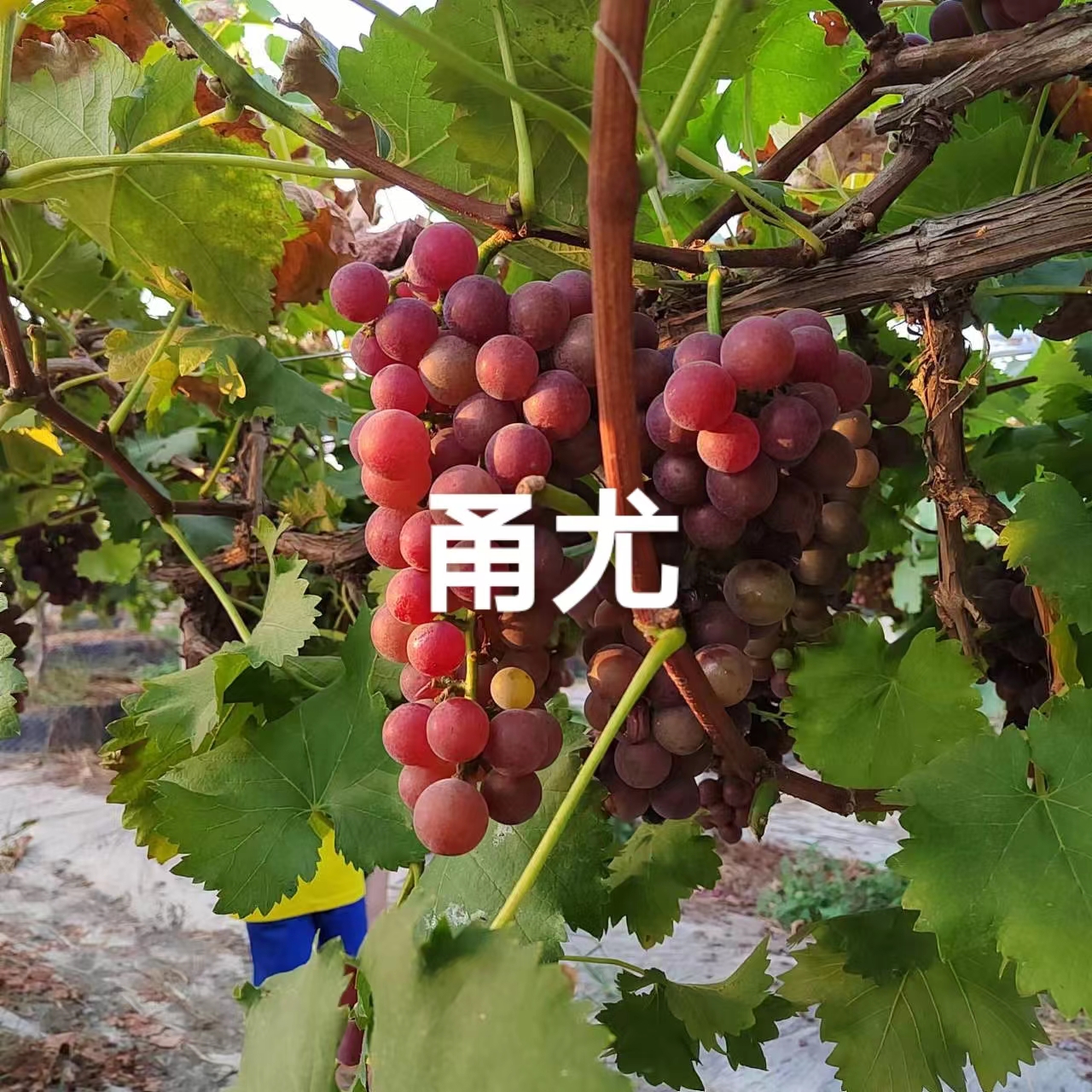 桃江益湘果甬尤5KG