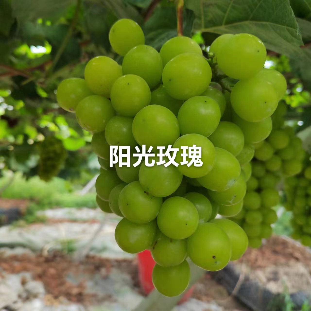 桃江益湘果阳光玫瑰5斤