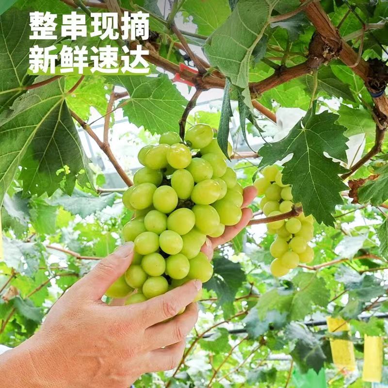 桃江益湘果阳光玫瑰10斤
