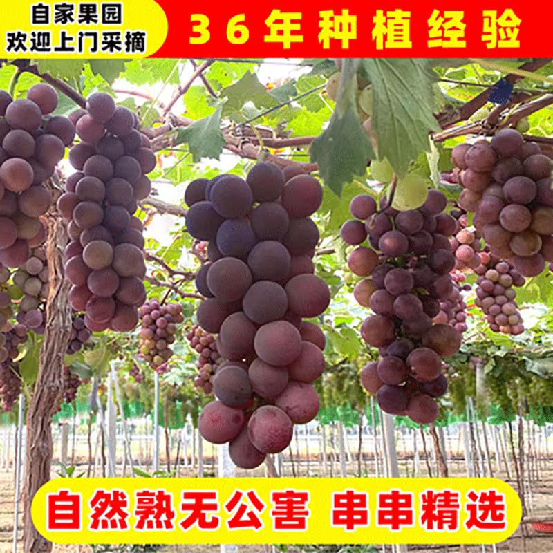 桃江益湘果甬尤10斤