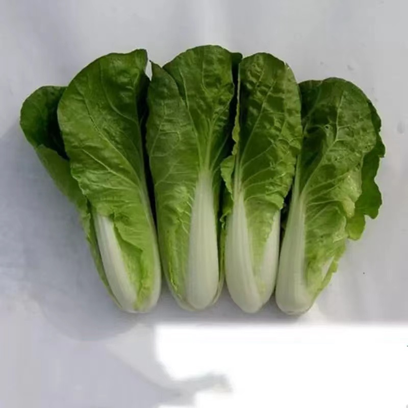 醴陵市隆富休闲农家自种小白菜500G