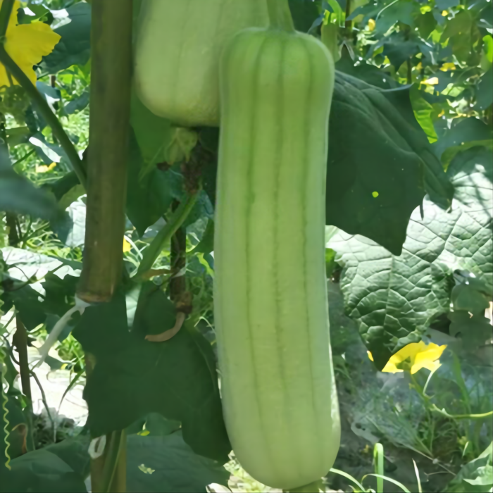 醴陵市隆富休闲农家自种丝瓜500G