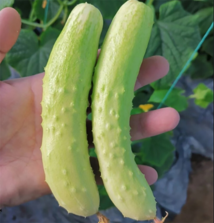 醴陵市隆富休闲农家自种黄瓜500G