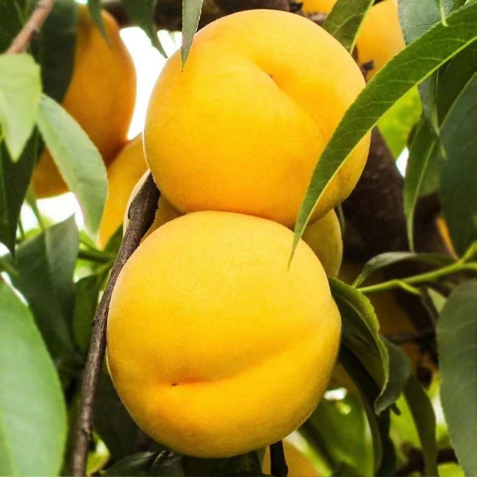 新邵县曾匠黄桃10斤/箱