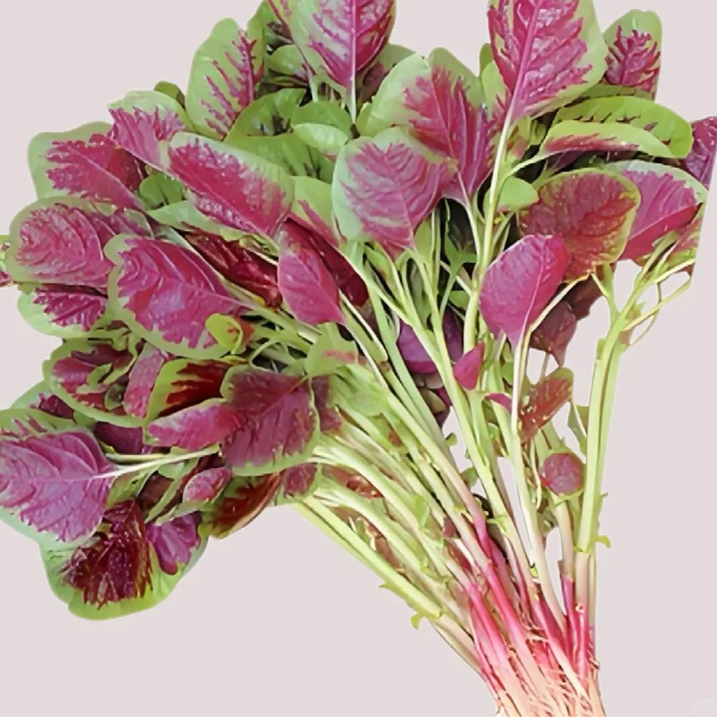 湖南桃江先田苋菜500g