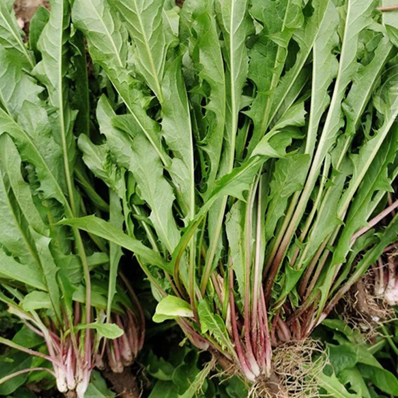 湖南桃江先田蒲公英500g