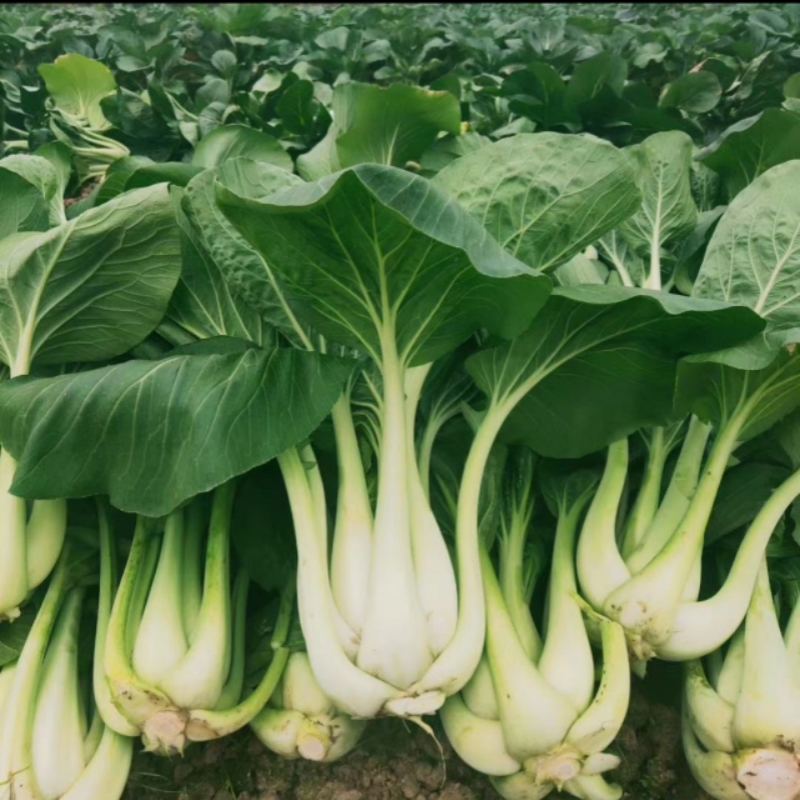 衡东县 条根白 1斤