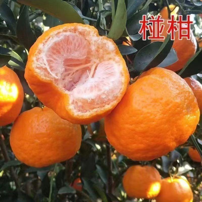 湖南沅陵县椪柑40斤一件当季水果新鲜果品薄皮