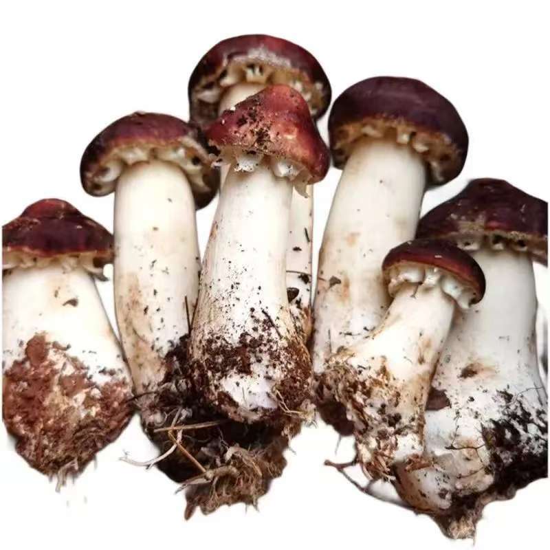 永顺三角岩村赤松茸山林采摘5斤×1箱蘑菇扶贫产品纯天然新鲜