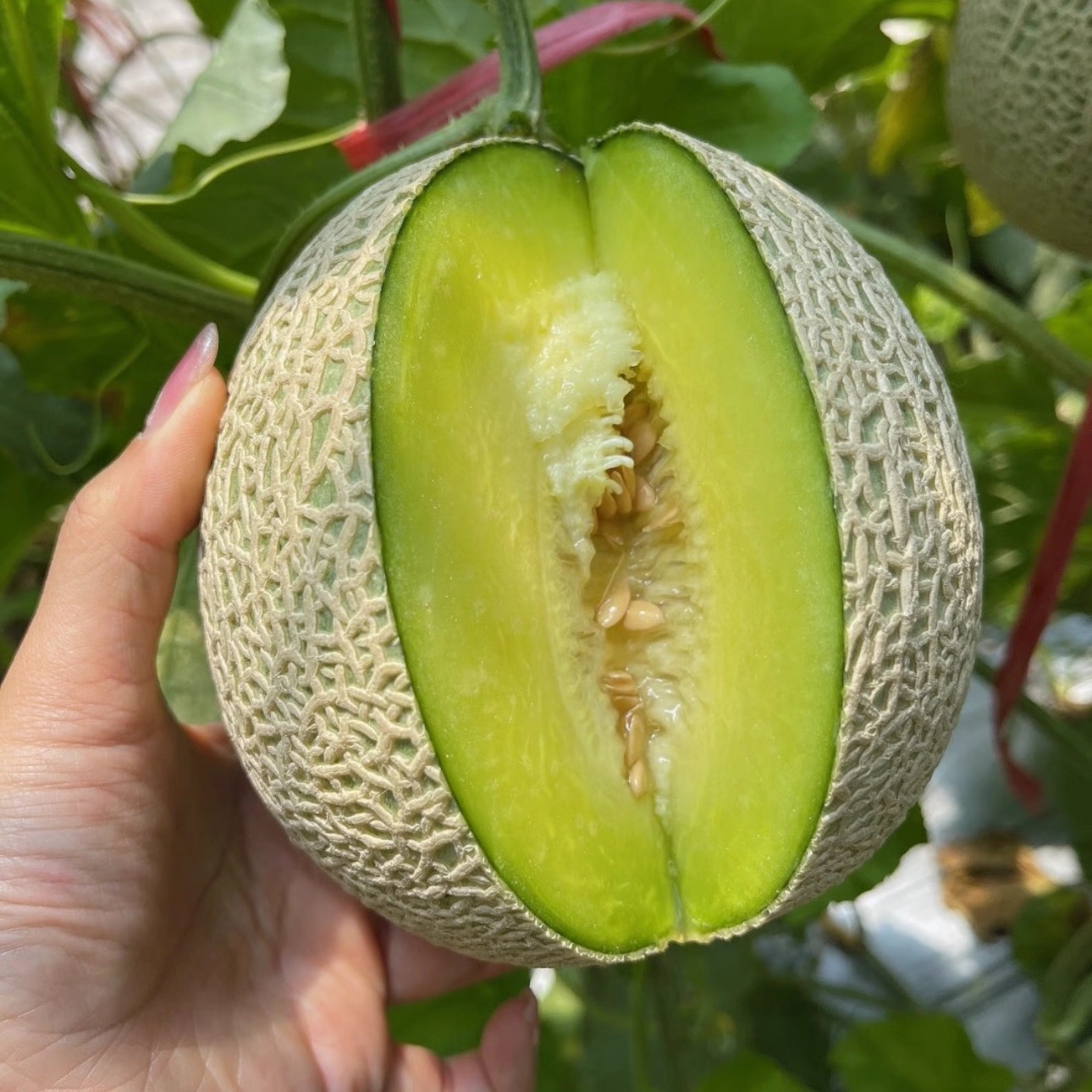 长沙县网纹瓜5个