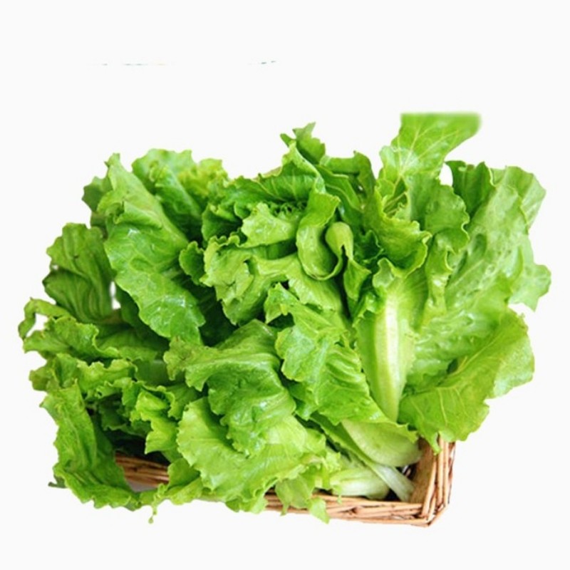 湘潭市 生菜500g