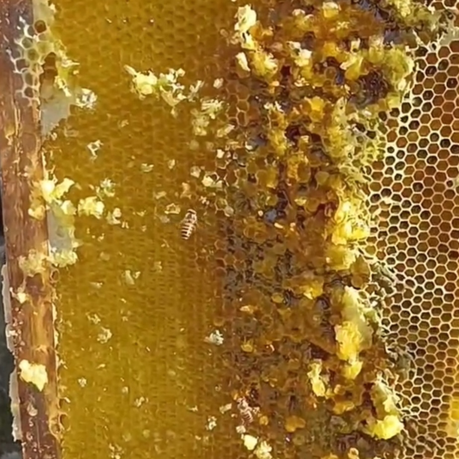 攸县宝山冬桂蜜散装称重1斤