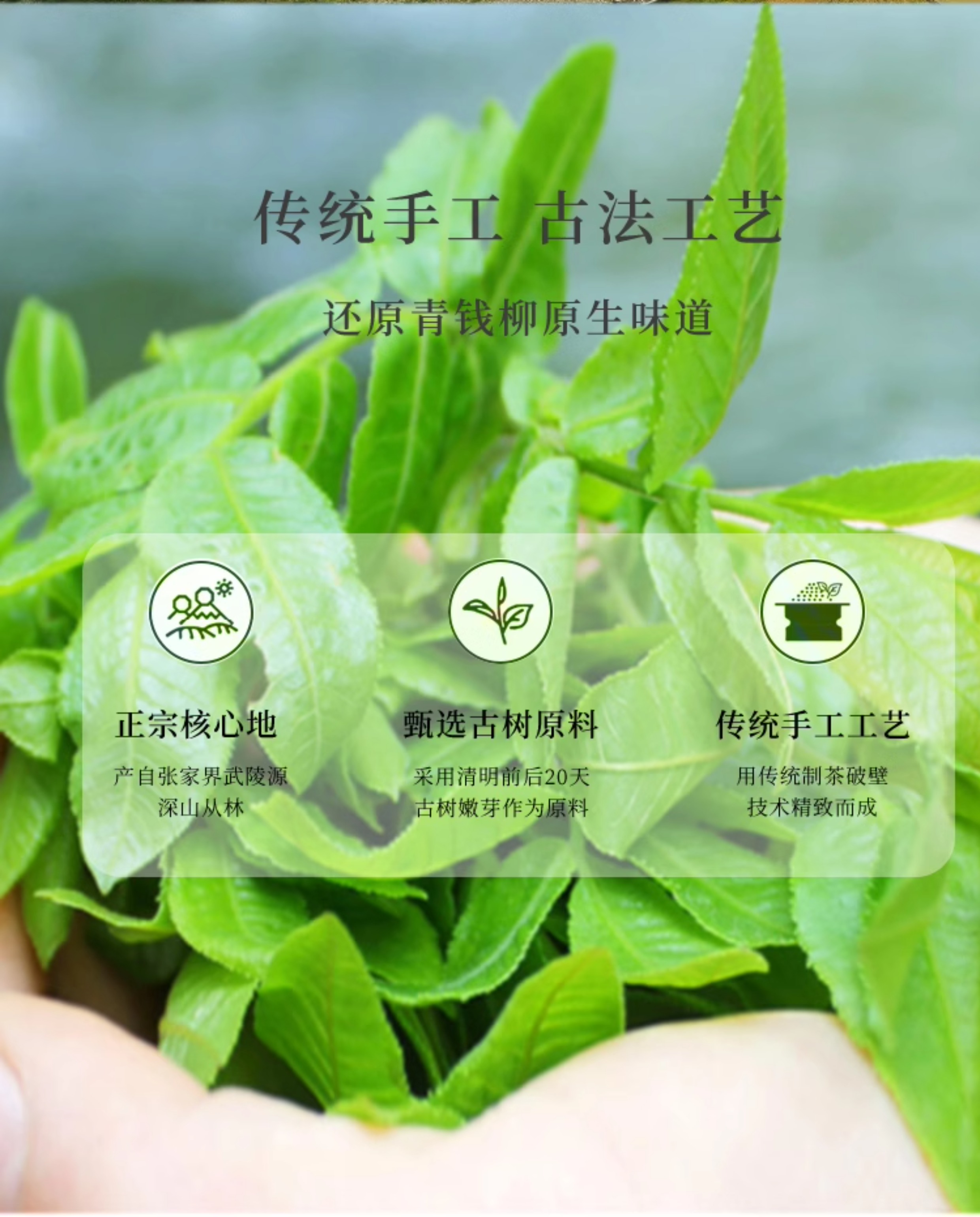 正宗张家界青钱柳茶叶古树嫩芽金钱柳调养茶散茶袋装明前春茶250g