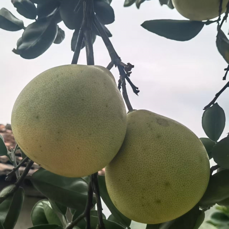 洪江市（湖南省人民医院） 黔阳 冰糖柚 6KG（袋装）