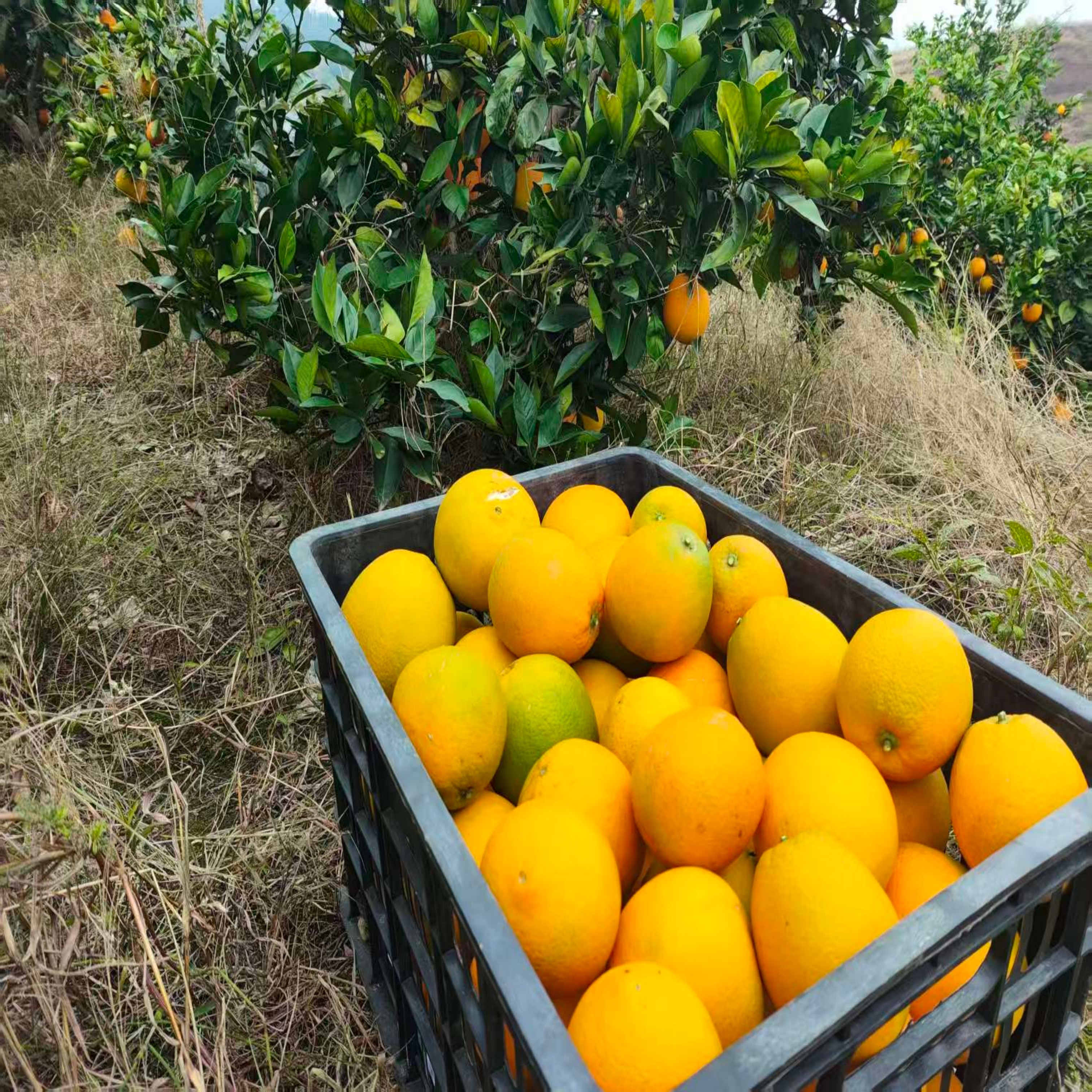 溆浦县双井镇和平村纽荷尔脐橙(18斤/件）