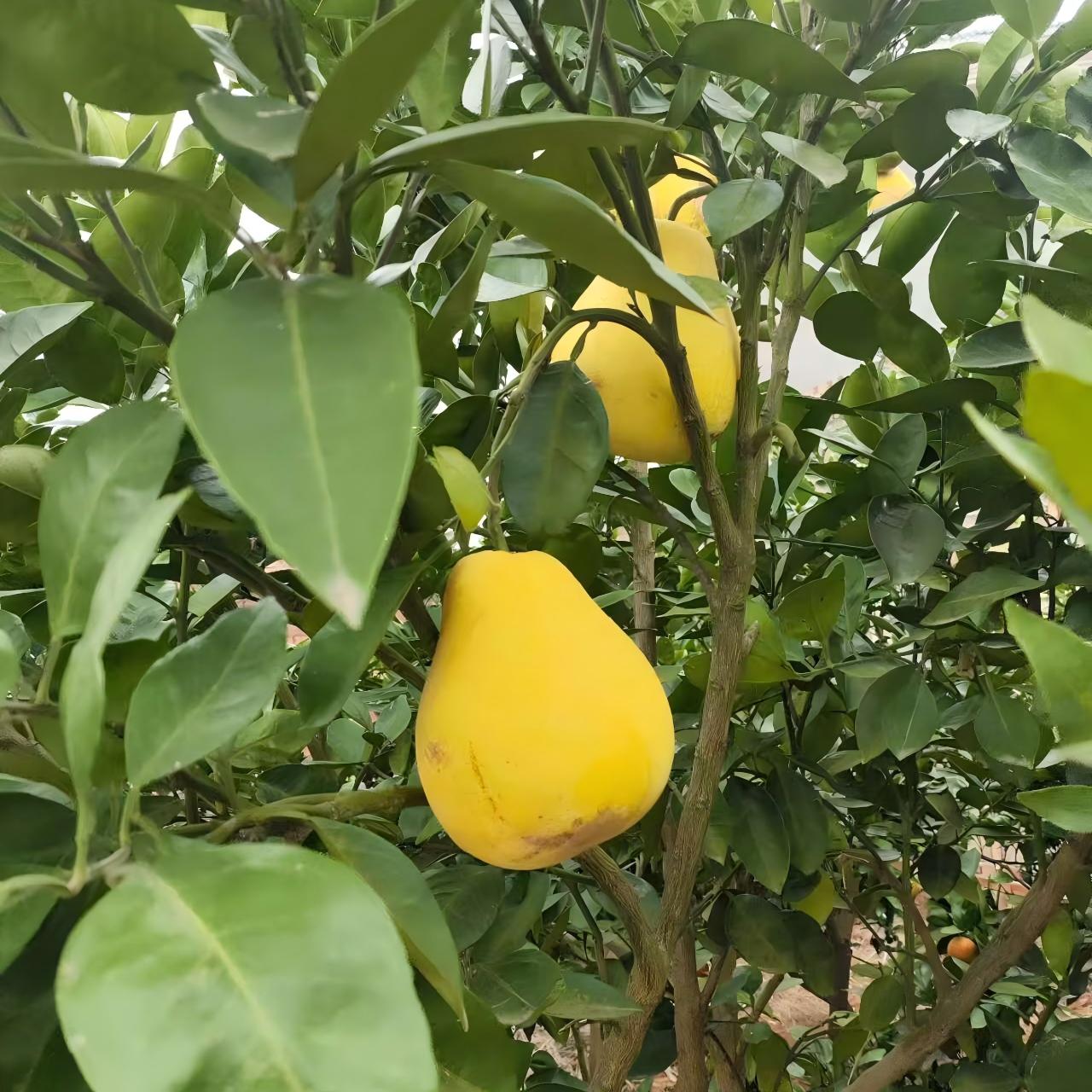 溆浦县双井镇和平村怀化土柚（20斤/件）