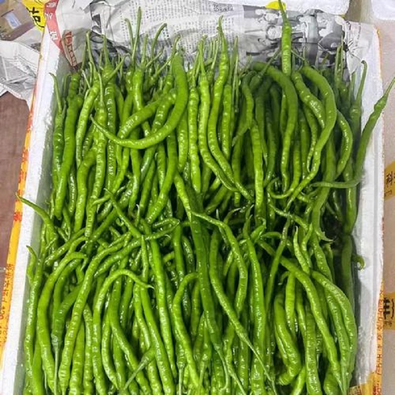 株洲市‌ 鸡肠椒 散装称斤（7元/斤）
