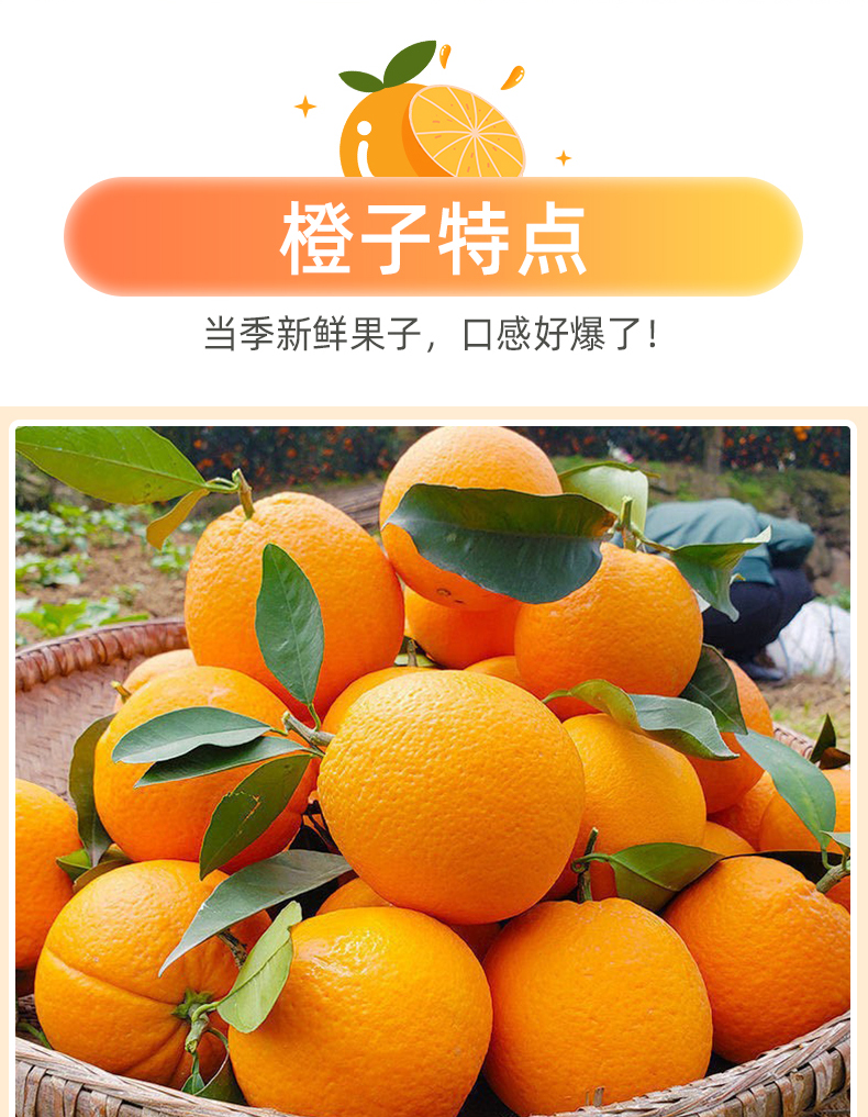 溆浦县莲花脐橙9斤净重60mm-70mm 新鲜水果包邮