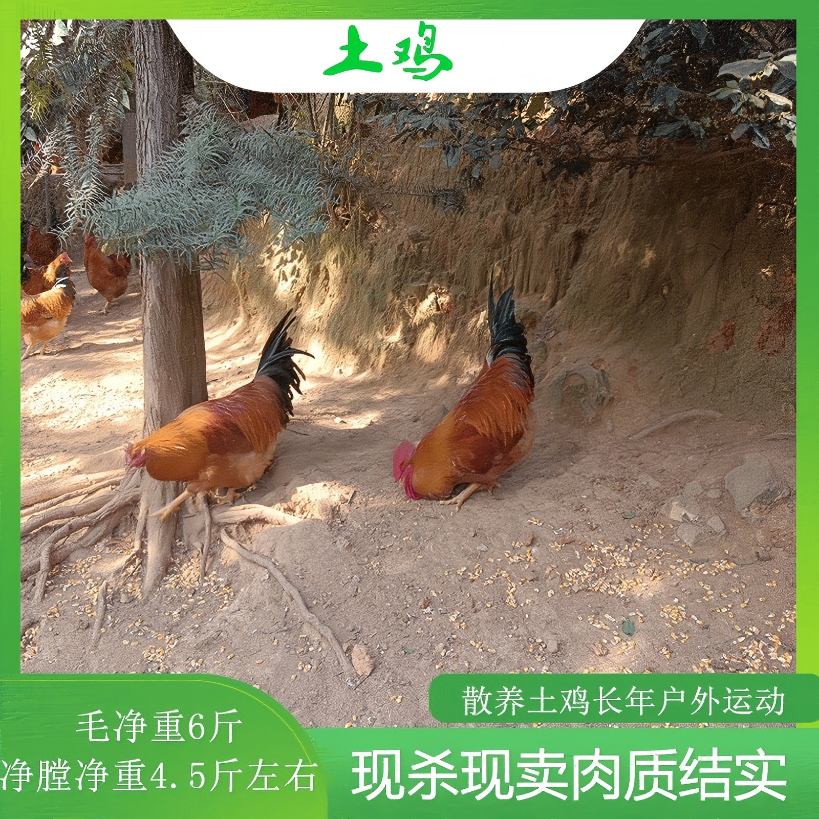 汝城土鸡（毛重6斤左右，净膛净重4.5-4.8斤左右）