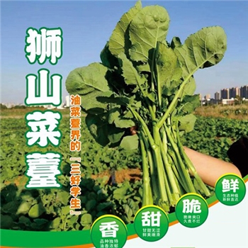 永顺县三角岩狮山油菜苔35斤/框