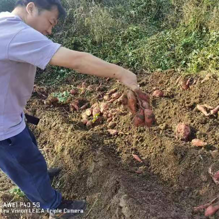 攸县湘下郎红薯20斤